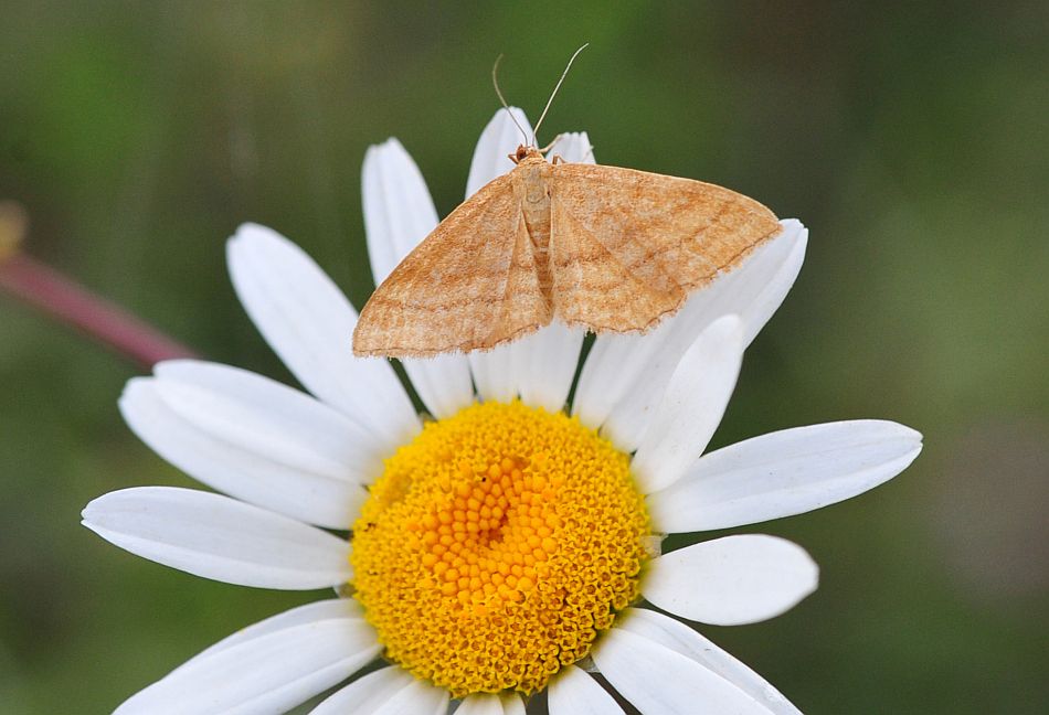 La vita in un fiore: terza parte